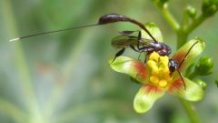 aP | insectos parasitoides
