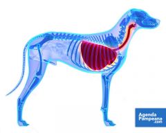 aP | Curso de Posgrado en Veterinarias
