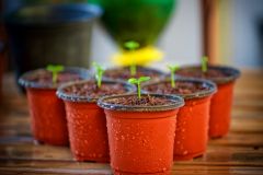 aP | Biofertilizantes