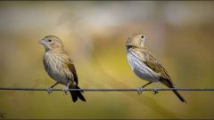 aP | Aves La Pampa